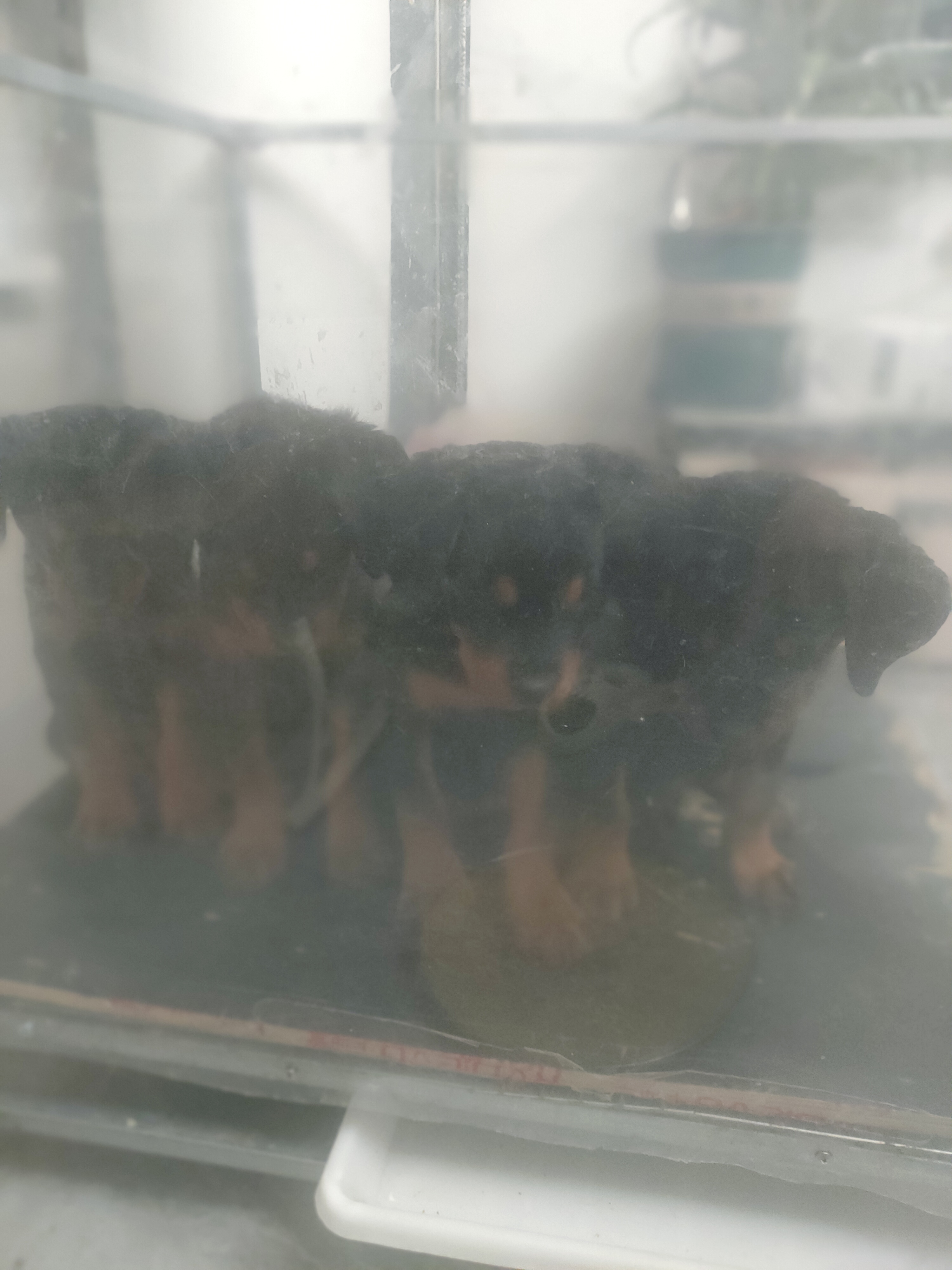 自家繁殖罗威纳幼犬